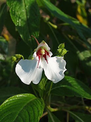 IMPATIENS TINCTORIA
