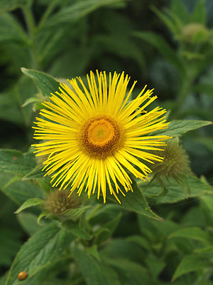 INULA HOOKERI