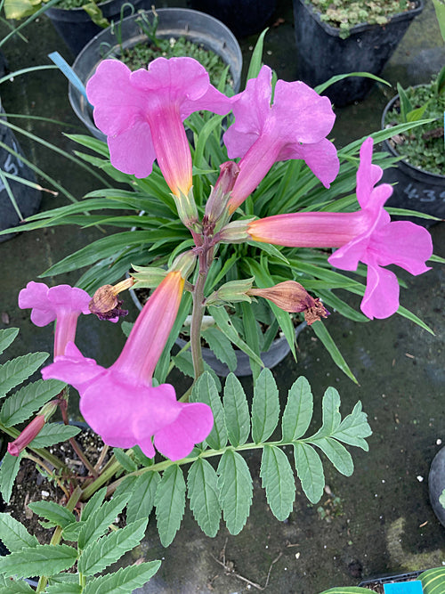 INCARVILLEA DELAVAYI