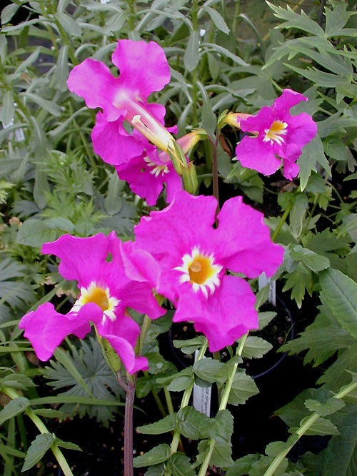 INCARVILLEA ZHONGDIANENSIS