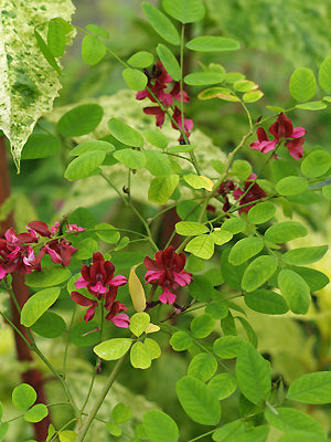 INDIGOFERA SP. CC 4536