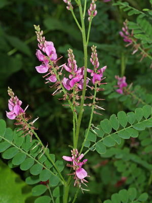 INDIGOFERA HETERANTHA