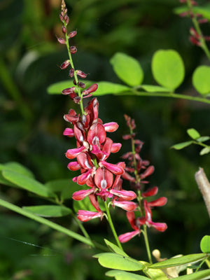 INDIGOFERA SP. CC 4537