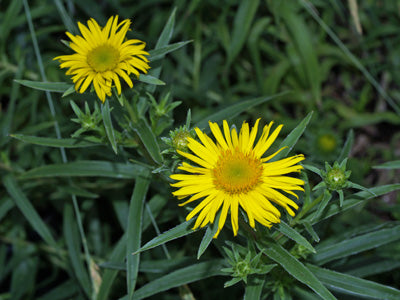 INULA ACAULIS