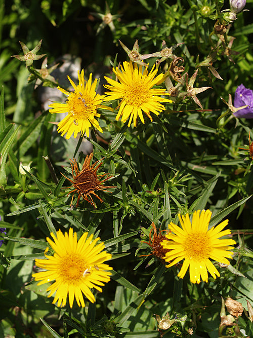 INULA ENSIFOLIA