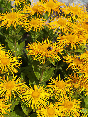 INULA ORIENTALIS