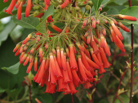 IOCHROMA GESNERIOIDES 'COCCINEUM'