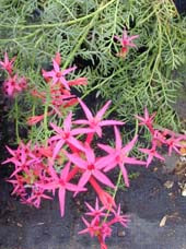 IPOMOPSIS AGGREGATA var.BRIDGESII NNS 95-285