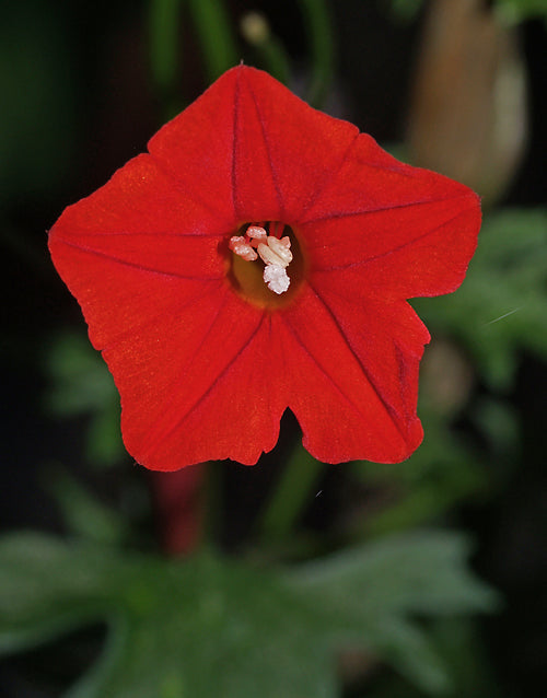 IPOMOEA COCCINEA