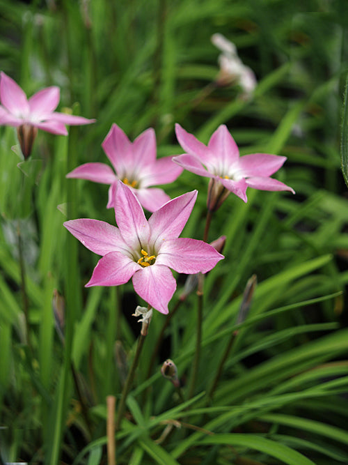 IPHEION UNIFLORUM 'CHARLOTTE BISHOP'