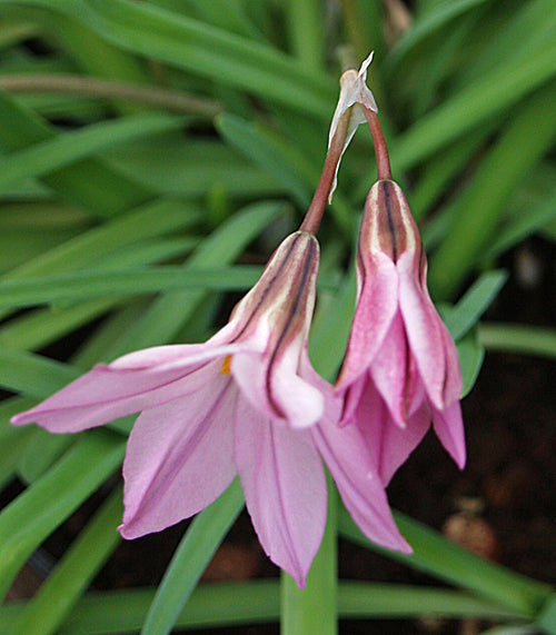 IPHEION UNIFLORUM MUTANT 'CHARLOTTE BISHOP'