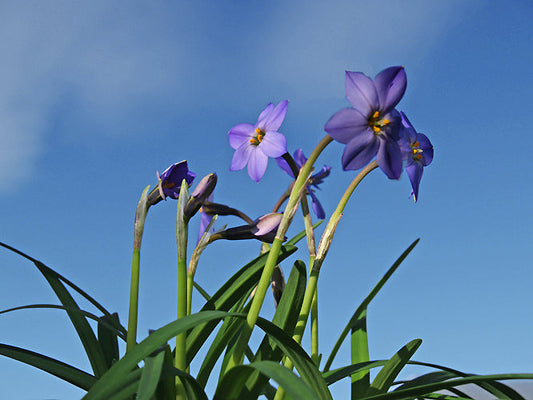 IPHEION 'JESSIE'
