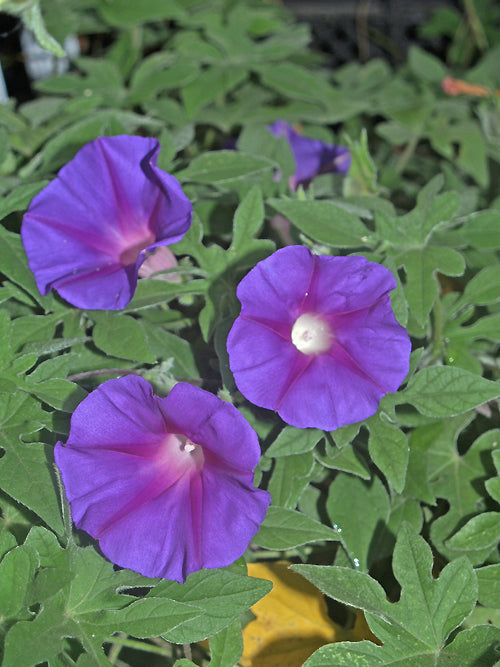 IPOMOEA LINDHEIMERI