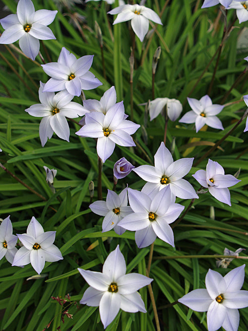 IPHEION 'JUDY'