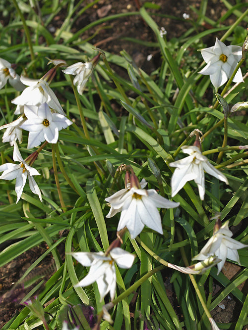 IPHEION UNIFLORUM 'ALBUM'