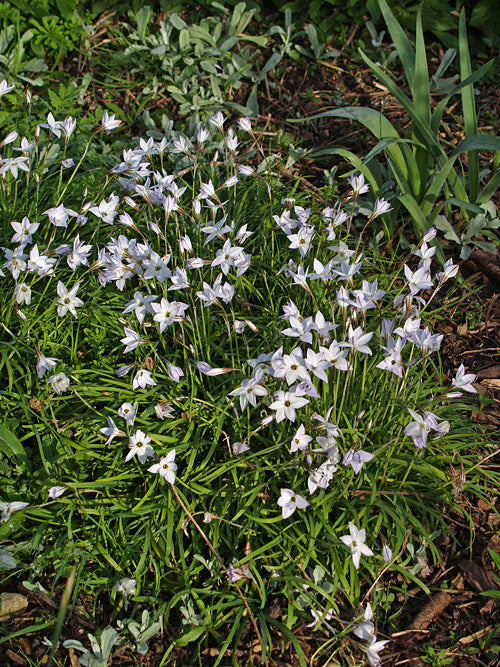IPHEION UNIFLORUM