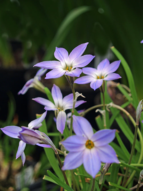 IPHEION UNIFLORUM 'WISLEY BLUE'