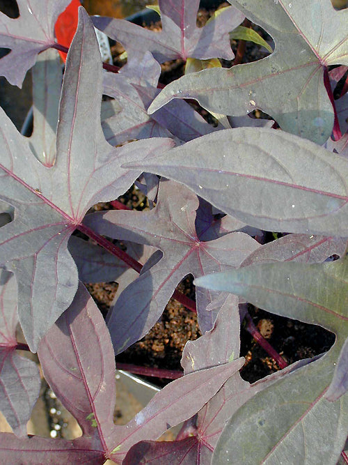 IPOMOEA BATATAS 'BLACKIE'