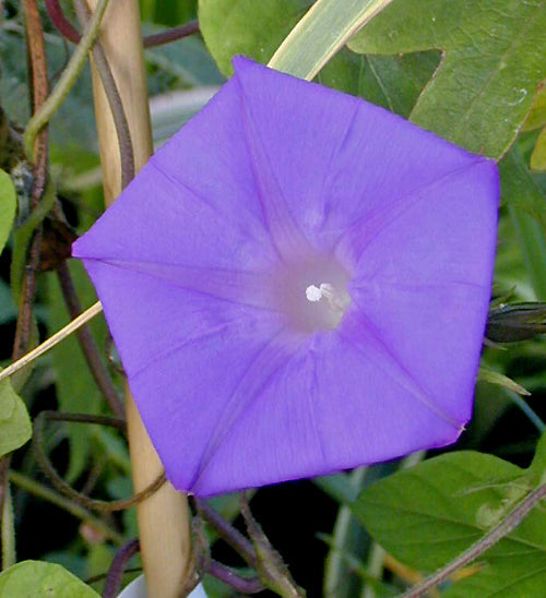 IPOMOEA INDICA