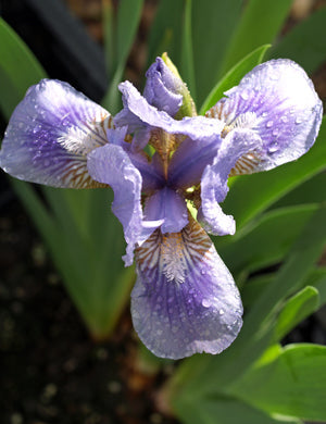 IRIS 'AUSTRIAN SKY'