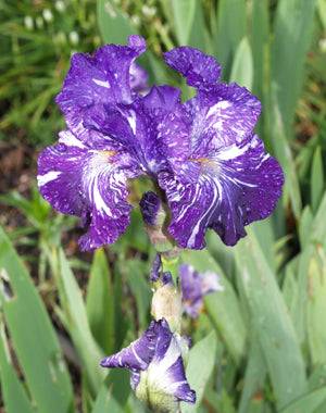 IRIS 'BATIK'