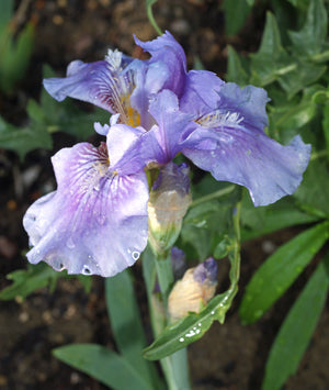 IRIS 'BEDTIME STORY'