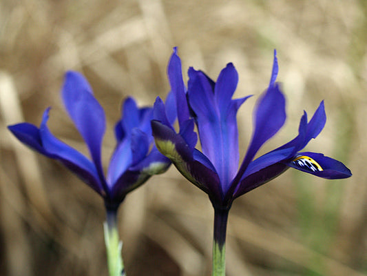 IRIS 'BLUE NOTE'