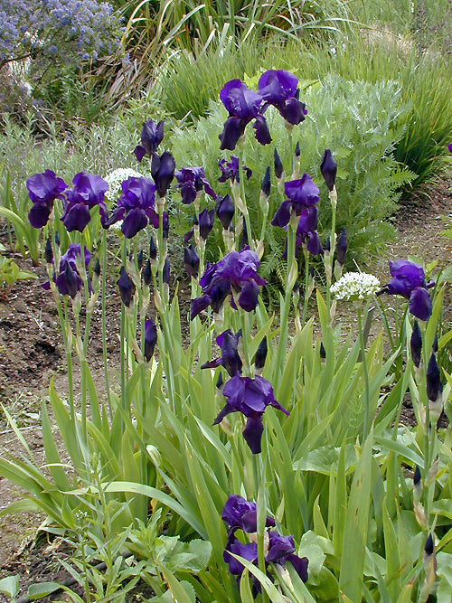 IRIS 'BLACK SWAN'