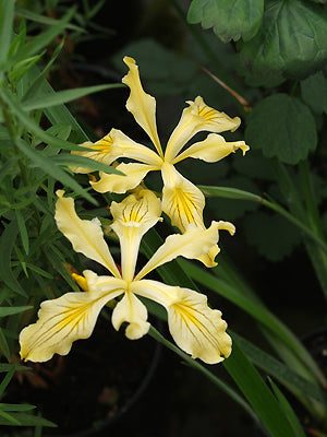 IRIS BRACTEATA NNS 04-223