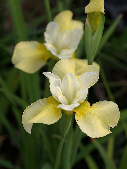 IRIS SIBIRICA 'BUTTER AND SUGAR'