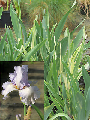 IRIS 'CANADIAN STREAKER'