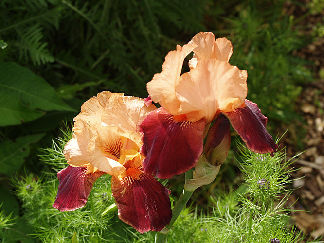 IRIS 'CIMMARON STRIP'