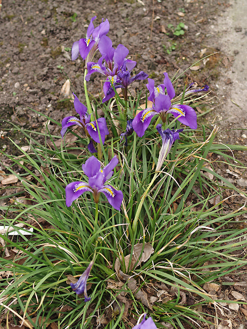IRIS UNGUICULARIS subsp.CRETENSIS MS 860