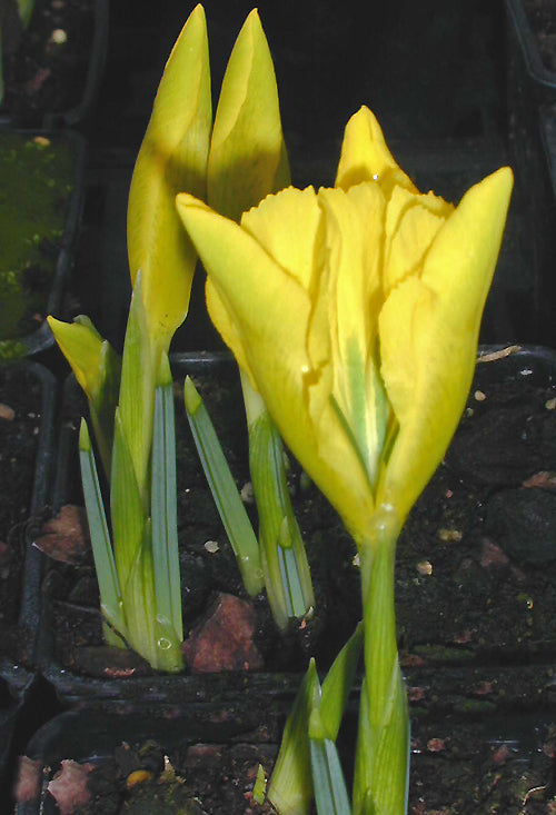 IRIS DANFORDIAE