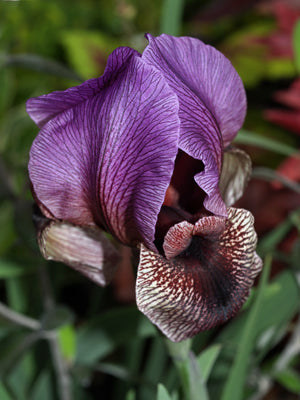 IRIS 'DARDANUS'