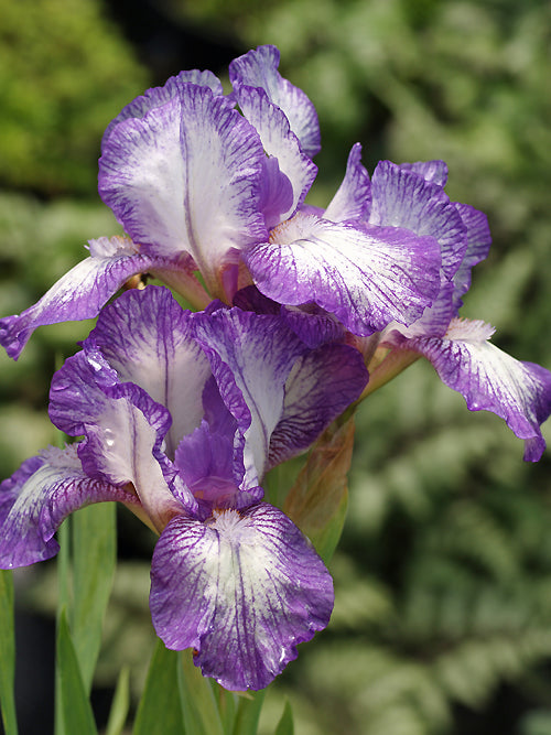 IRIS 'DARK RINGS'