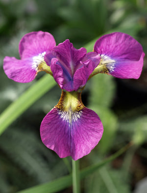 IRIS SIBIRICA 'EWEN'