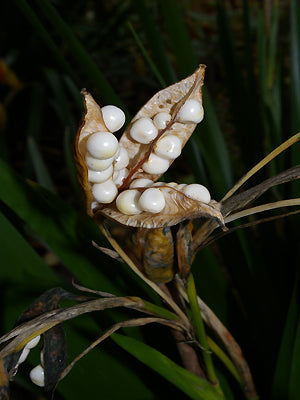 IRIS FOETIDISSIMA 'FRUCTU ALBO'