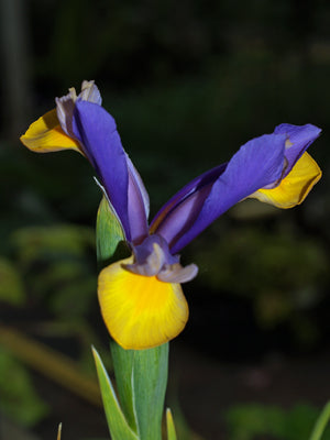 IRIS x HOLLANDICA 'FRANS HALS'