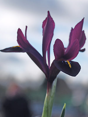 IRIS 'GEORGE'