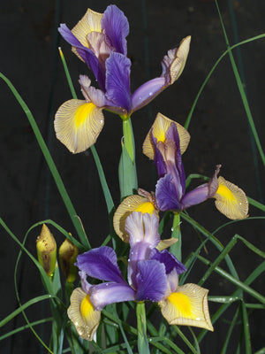 IRIS x HOLLANDICA 'GIPSY BEAUTY'