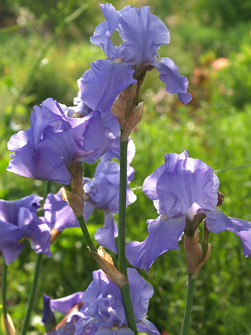 IRIS 'HARRIETTE HALLOWAY' (bare root)