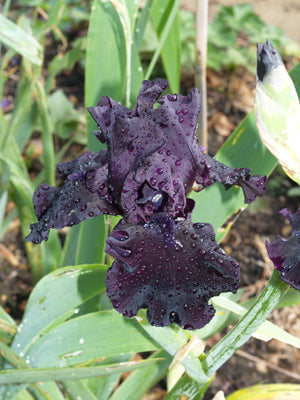IRIS 'HELLO DARKNESS'
