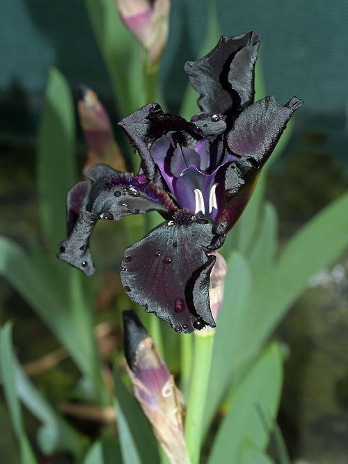 IRIS 'HELEN PROCTOR'