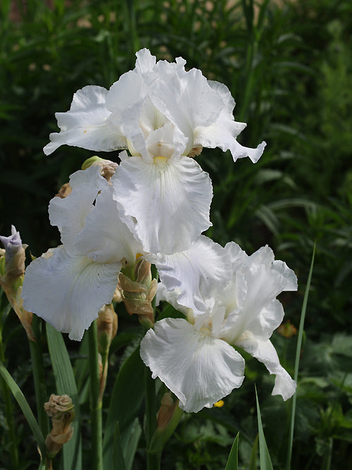 IRIS 'IMMORTALITY'
