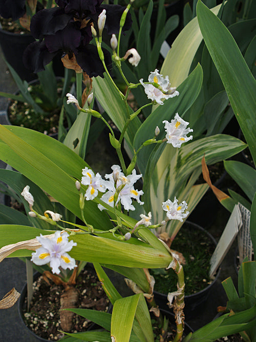 IRIS JAPONICA 'MARTY COHEN'