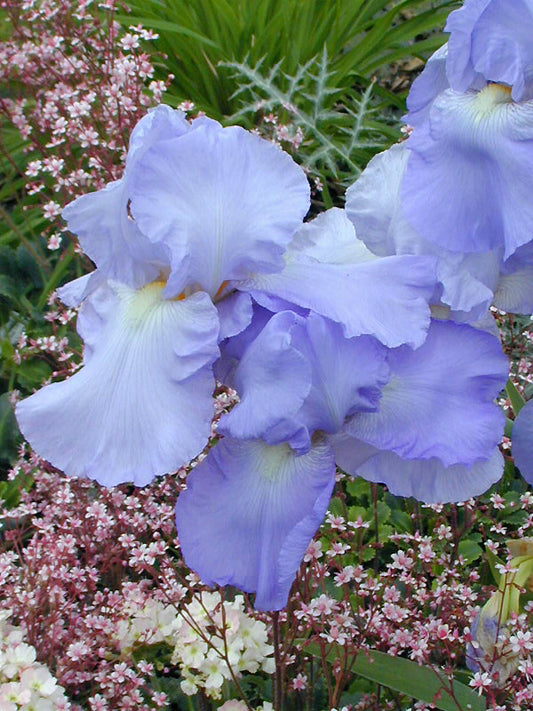 IRIS 'JANE PHILLIPS'