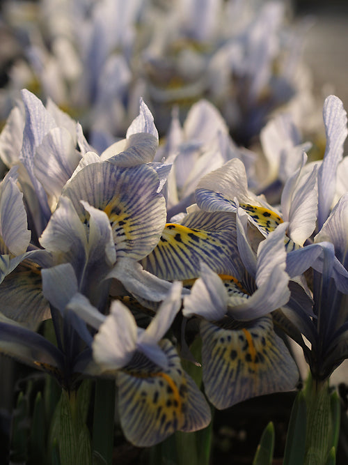 IRIS 'KATHARINE HODGKIN'