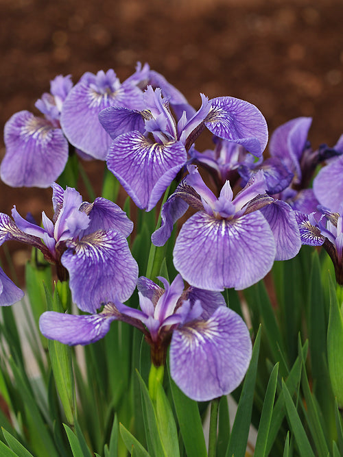 IRIS LACUSTRIS