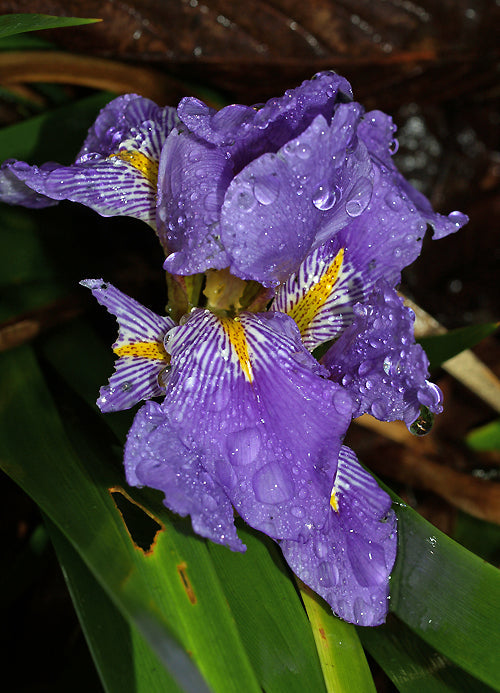 IRIS LAZICA 'RICHARD NUTT'